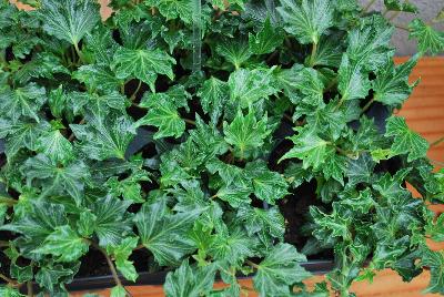 Hedera  'Fandango'