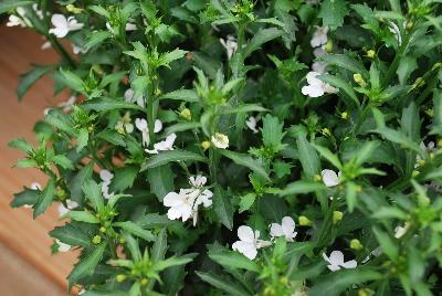 Lobelia Lobelix™ 'White'