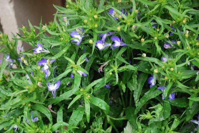 Lobelia Lobelix™ 'Blue with White Eye'