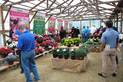 Seen @ Spring Trials 2016.: Welcome to Kientzler North America @ Windmill Nursery in Beullton for Spring Trials 2016, featuring Vepita™  Verbena, Babycake™ Nemesia and Paradise™ New Guinea Impatiens, Veranda™ Petunia, Unique™ Calibrachoa and lots more!