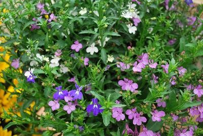 COMBO TrioMio™ Lobelia Lobelix™ 'Splash'