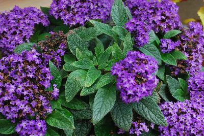 Heliotrope  'Midnight Sky'