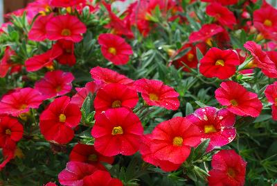 Unique Calibrachoa Light Red 