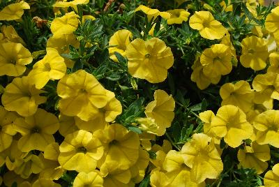 Calibrachoa Unique 'Golden Yellow'