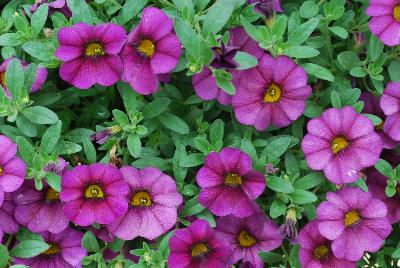 Kientzler GmbH & Co.: Unique Calibrachoa Plum 