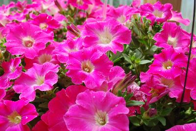 Kientzler GmbH & Co.: Veranda Petunia Hot Pink 