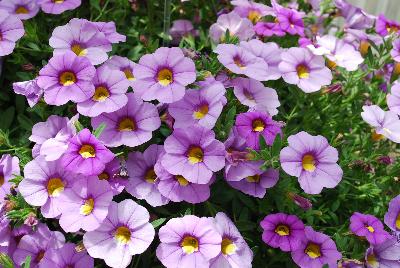 Unique Calibrachoa Lavender 