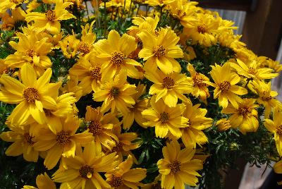 Bidens  'Popstar'