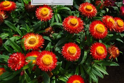  Bracteantha Red 