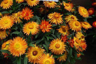 Bracteantha  'Orange'