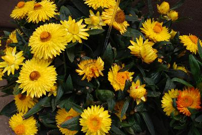 Bracteantha  'Totally Yellow'