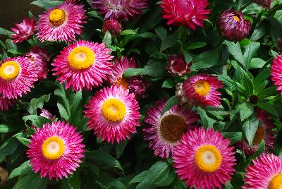 Bracteantha  'Magenta'