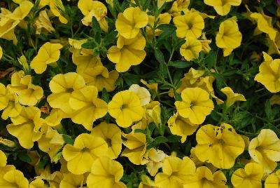 Unique Calibrachoa Golden Yellow 