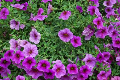 Calibrachoa Unique 'Lilac'