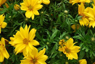 Bidens  'Popstar'