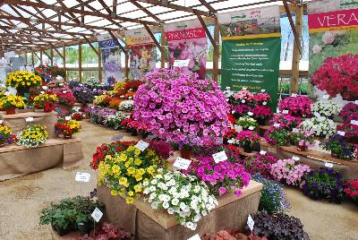 Kientzler, Spring Trials 2015.: Welcome to Kientzler North America, Spring Trials 2015 at Windmill Nursery.