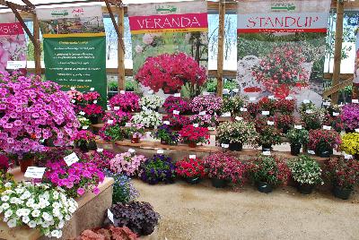 Kientzler, Spring Trials 2015.: Welcome to Kientzler North America, Spring Trials 2015 at Windmill Nursery.