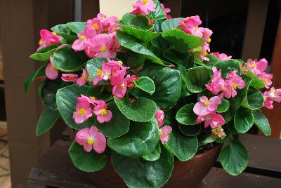 Topspin™ Begonia semperflorens Rose 