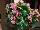 Syngenta Flowers, Inc.: Begonia semperflorens 'Rose' 