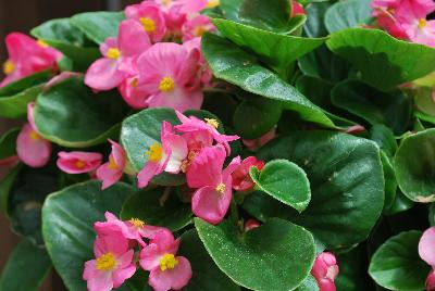 Topspin™ Begonia semperflorens Rose 