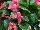 Syngenta Flowers, Inc.: Begonia semperflorens 'Rose' 
