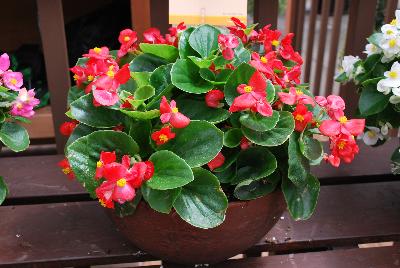 Topspin™ Begonia semperflorens Scarlet