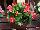 Syngenta Flowers, Inc.: Begonia semperflorens 'Scarlet' 