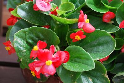 Topspin™ Begonia semperflorens Scarlet 