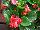 Syngenta Flowers, Inc.: Begonia semperflorens 'Scarlet' 