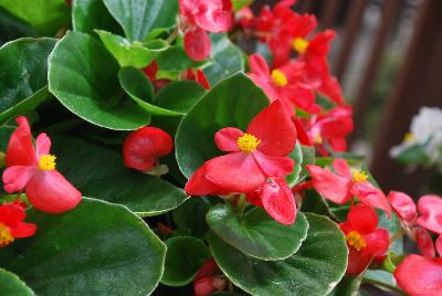 Topspin™ Begonia semperflorens Scarlet 