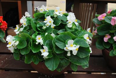 Topspin™ Begonia semperflorens White 