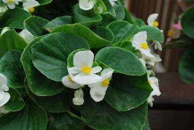 Topspin™ Begonia semperflorens White 