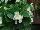 Syngenta Flowers, Inc.: Begonia semperflorens 'White' 