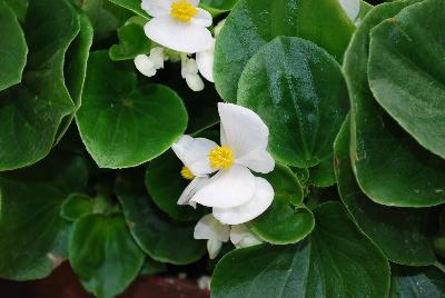 Topspin™ Begonia semperflorens White 