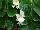 Syngenta Flowers, Inc.: Begonia semperflorens 'White' 