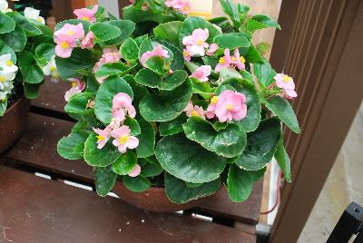 Topspin™ Begonia semperflorens Pink 