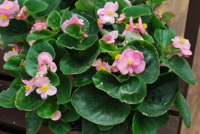 Topspin™ Begonia semperflorens Pink 