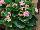 Syngenta Flowers, Inc.: Begonia semperflorens 'Pink' 