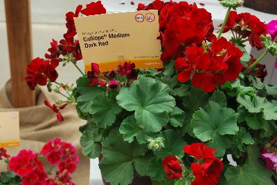 Calliope® Medium Pelargonium interspecific Dark Red