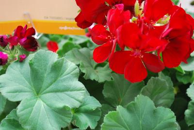Calliope® Medium Pelargonium interspecific Dark Red