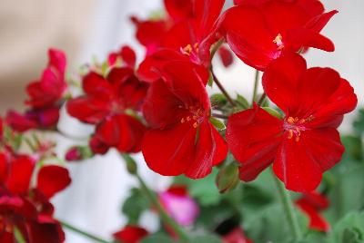 Calliope® Medium Pelargonium interspecific Dark Red