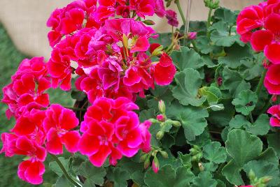 Calliope® Medium Pelargonium interspecific Crimson Flame