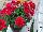 Calliope® Medium Pelargonium interspecific Crimson Flame 
