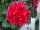 Calliope® Medium Pelargonium interspecific Crimson Flame 