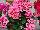 Calliope® Medium Pelargonium interspecific Pink Flame 