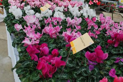 Syngenta Flowers, Inc.: Perfetto™ Cyclamen Deep Rose 