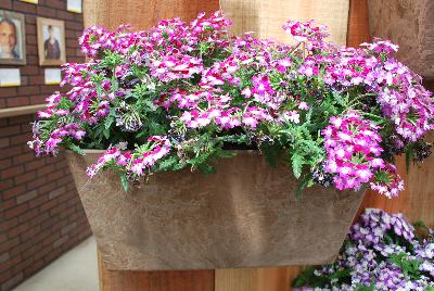 Syngenta Flowers, Inc.: Lanai® Twister™ Verbena Burgundy 