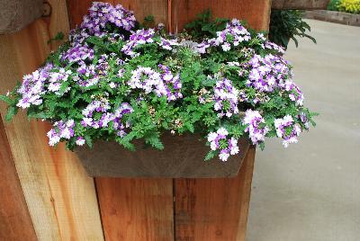 Syngenta Flowers, Inc.: Magelena™ Twister™ Verbena Purple 