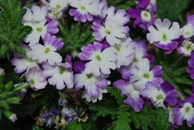 Magelena™ Twister™ Verbena x hybrida Purple 