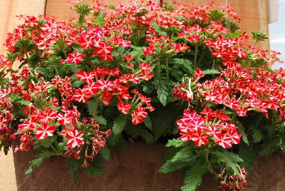 Magelena™ Verbena x hybrida Red Star 